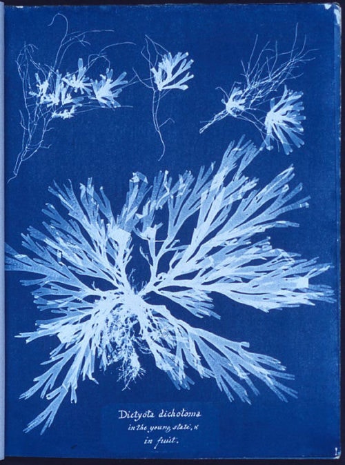 Anna Atkins algae cyanotype © Universite de Montreal