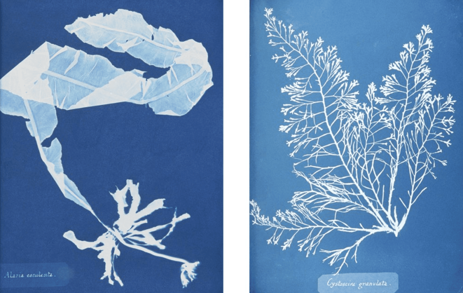 Anna Atkins algae cyanotype